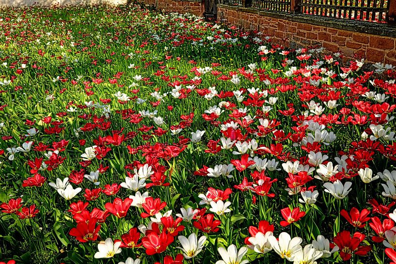 Les couleurs du printemps par Thomas Riess