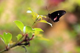 Vlinder by Jeroen Koppes