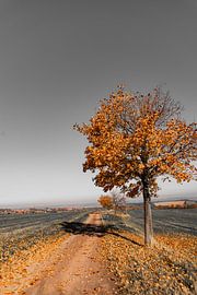 Herbstbaum von Stefanie Hürrich