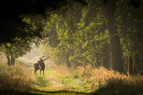 Edelhert bij ochtendgloren