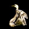 De gouden zwaan van MPA ARTS