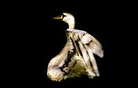 The golden swan