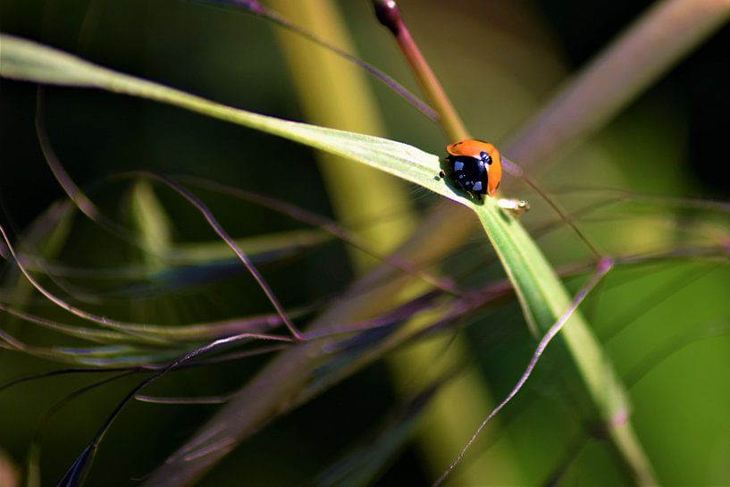 Marienkäfer in abstrakter Landschaft von Maud De Vries
