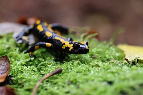 Vuursalamander (Salamandra salamandra) Duitsland