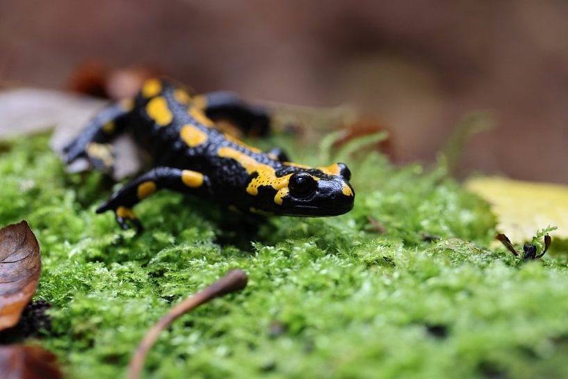 Fire Salamander (Salamandra salamandra)  Germany von Frank Fichtmüller