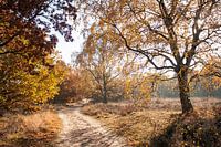 Ermelo heather