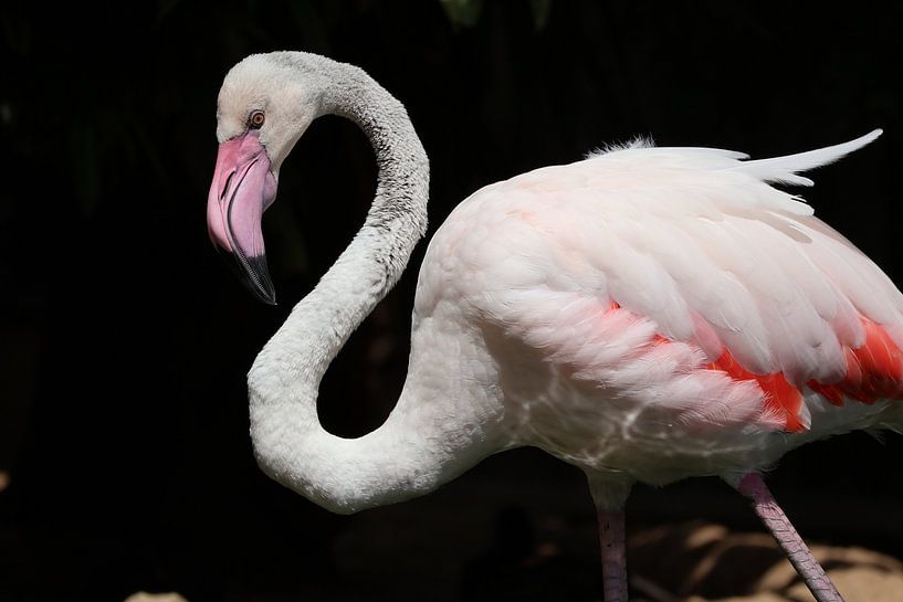Animals and Nature by Lennart Mans