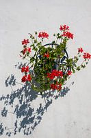 Hanggeranium in Kunrade (Zuid-Limburg)
