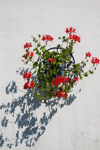 Hanggeranium in Kunrade (Zuid-Limburg)