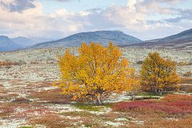 Sand birch by Sven-Erik Arndt