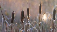 Riet sigaren in de avond zon