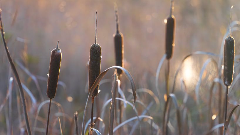 Cigares de canne au soleil du soir par Rob Baken
