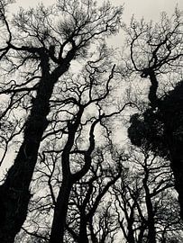 Mysteriöse Bäume, Rijsterbos von Joyce Kuipers