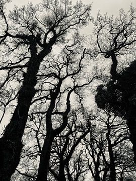 Mysterious trees, Rijsterbos by Joyce Kuipers