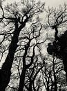 Mysterieuze bomen, Rijsterbos van Joyce Kuipers thumbnail
