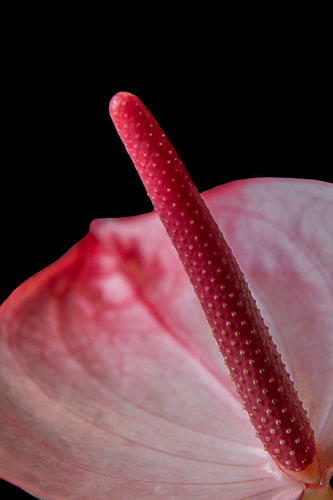 Scarlet Structure