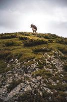 The Alpine cow