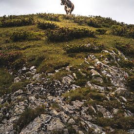 The Alpine cow by The Wild Scribe Prints