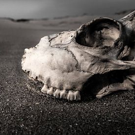 landschap schedel by peter van der pol