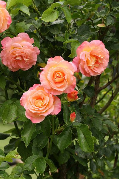 Rose IV Juli 2020 von Anja Bagunk