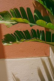 Tropische Kontraste von Mélanie Roelandts