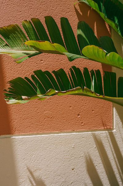 Tropical contrasts by Mélanie Roelandts