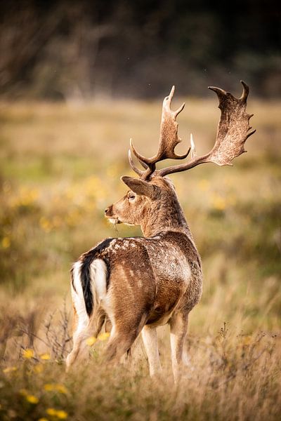 Daim dans la nature par Design Wall Arts