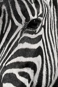 Nahaufnahme Zebra