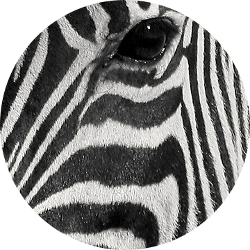 Close up zebra van Antwan Janssen