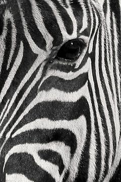 Close up zebra