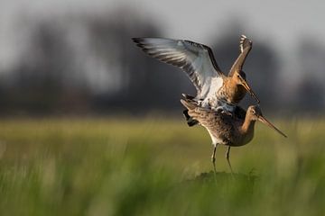 Parende Grutto's in de Alblasserwaard in het laatste avondzonnetje van de dag. In de Donkse Laagten