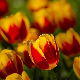 rot gelbe Tulpe