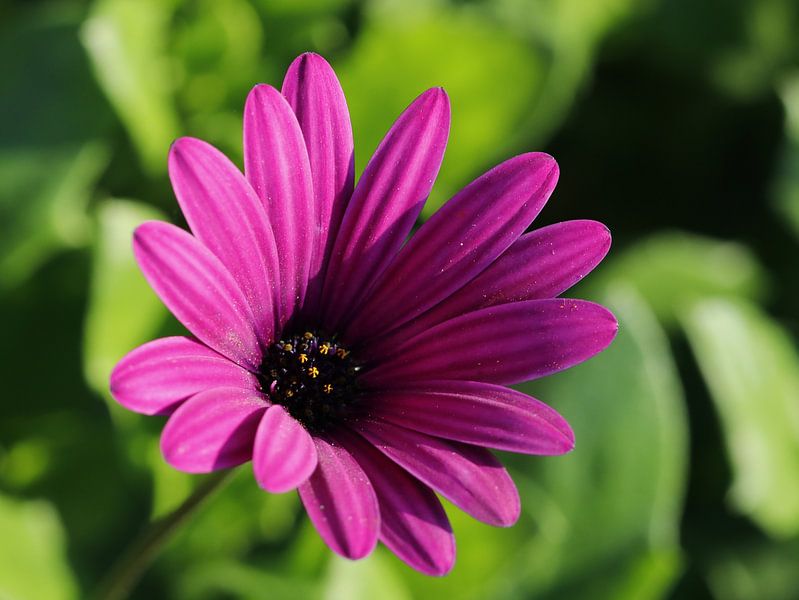 Bloem von t de bruin