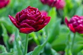 Red tulip in Dutch Amsterdam