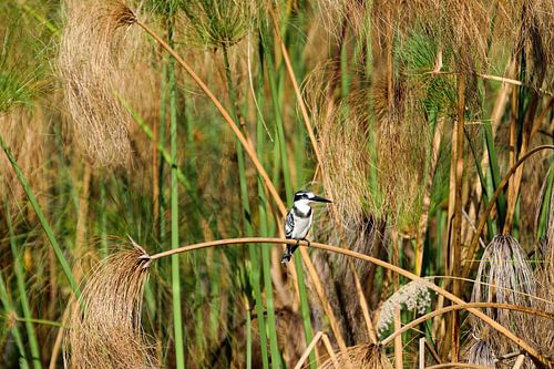 Pied Kingfisher Okavango Delta Botswana