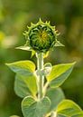 Sunflower before flowering by Petra Kroon thumbnail