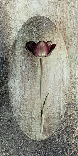 Tulp op metaal. Klassiek in basic kleuren.