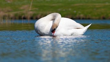 Cleaning Swan by Bob de Bruin