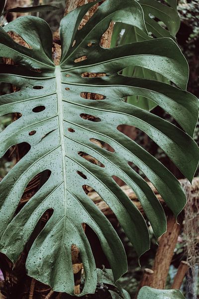 Monstera Leaf by Maria Nepomnyashchikh