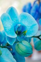 Blauwe orchidee