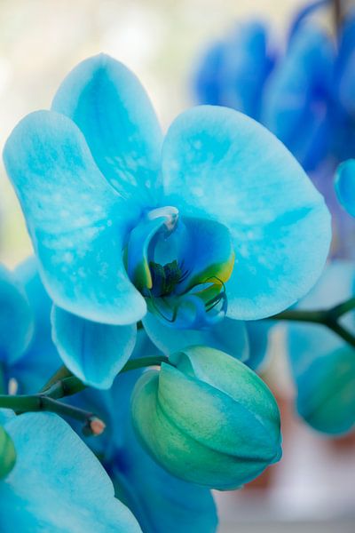 Blauwe orchidee von Renate Coenen