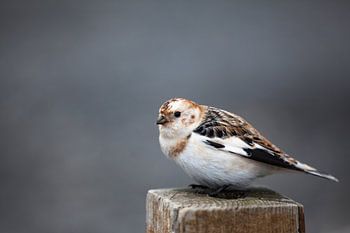 Snow bunting