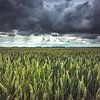 Drohende bewölkte Himmel über grünem blühendem Getreidefeld von Fotografiecor .nl