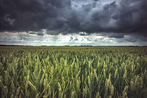 Threatening rain clouds over wheat landscape
