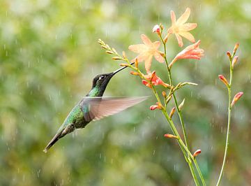 Talamanca Hummingbird with oranje flowers by RobJansenphotography