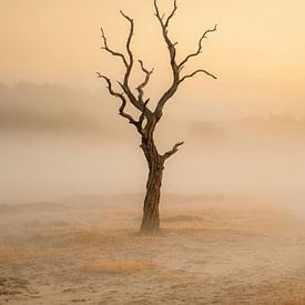 A solitary tree in a misty sandy landscape by But First Framing
