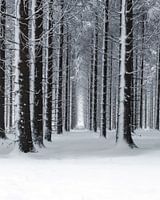 Horizon froid