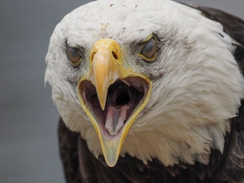 Amerikanischer Seeadler ( Duke ) von Loek Lobel