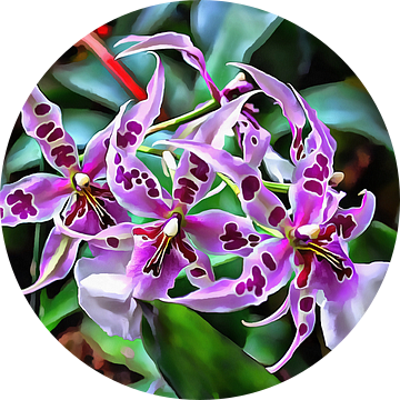 Paarse Ster Orchidee van Dorothy Berry-Lound