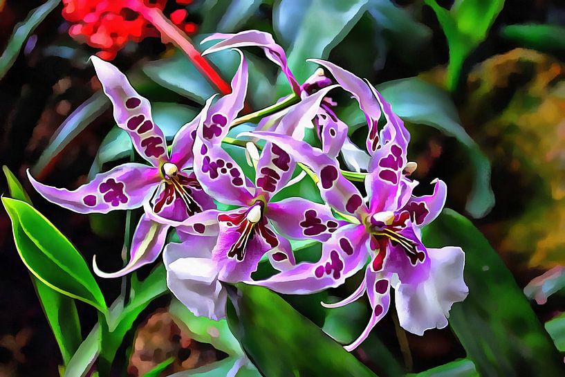 Orchidée étoile violette par Dorothy Berry-Lound